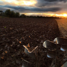 Load image into Gallery viewer, Whole Barley