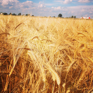 Rolled Barley